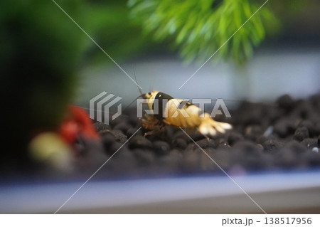 Black Bee Shrimp Closeup Aquarium Photography 138517956