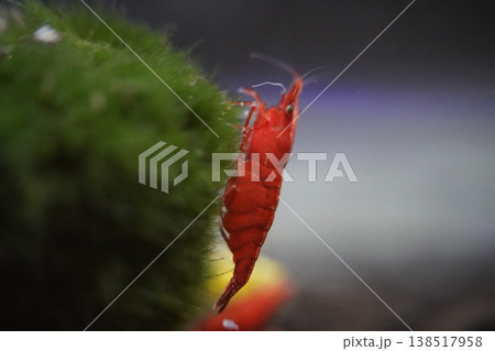 Cherry Shrimp in Aquarium Macro Shot Cherry Shrimp in Aquarium Macro Shot 138517958