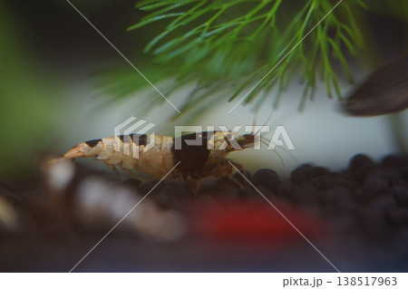 Black Pinto Shrimp Underwater Close Up Photography 138517963