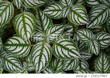 Close up of Aluminum Plant Foliage Texture and Pattern 138517967