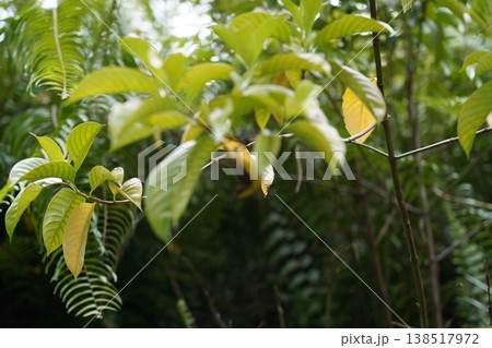 Lush Green Foliage in a Tropical Setting Nature Scene 138517972