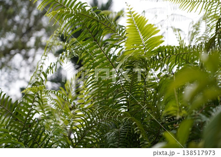 Lush Fern Fronds Natural Greenery Background Image Lush Fern Fronds Natural Greenery Background Image 138517973