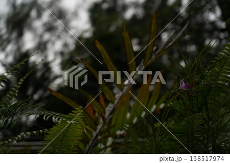 Ferns and Flowers in Natural Setting Ferns and Flowers in Natural Setting 138517974