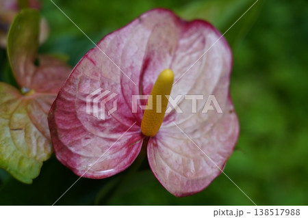 Beautiful Anthurium Flower Close Up Floral Still Life 138517988