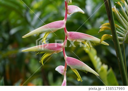 Hanging Heliconia Flower Pink and Yellow Bloom 138517993
