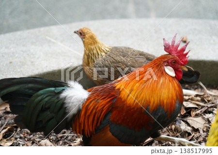 Rooster and Hen Pair Gallus gallus domesticus 138517995