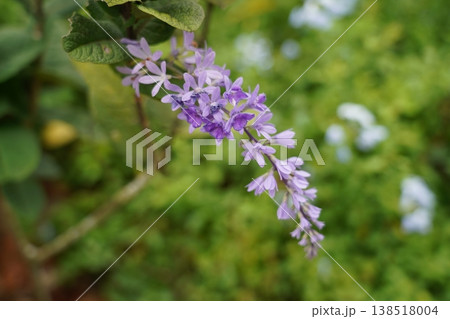 Purple Wreath Vine Flowers Blooming in Garden Purple Wreath Vine Flowers Blooming in Garden 138518004