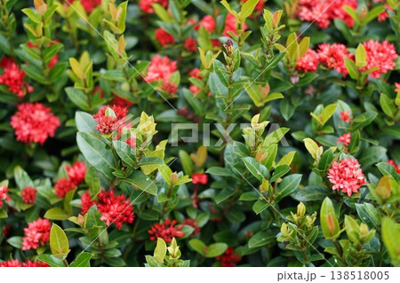 Ixora coccinea Blossom Vibrant Red Flowers Ixora coccinea Blossom Vibrant Red Flowers 138518005