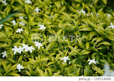 White Flowers and Green Leaves of Tabernaemontana Divaricata White Flowers and Green Leaves of Tabernaemontana Divaricata 138518006