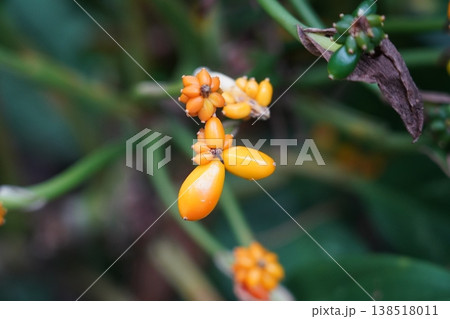 Closeup of Ardisia Plant with Berries Closeup of Ardisia Plant with Berries 138518011