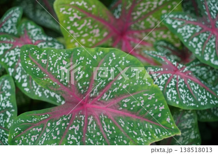 Caladium Leaves Close Up Tropical Foliage Nature View 138518013