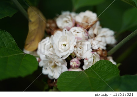 White Bleeding Heart Vine Flowers and Green Leaves 138518021