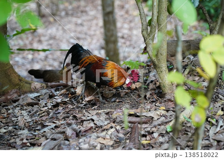 Red Junglefowl in Natural Habitat Bird Photography 138518022