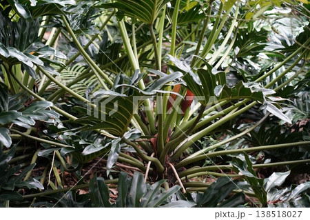 Lush Philodendron Bipinnatifidum Plant Close Up View 138518027