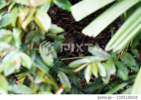 Lizard amongst leaves and undergrowth in the jungle 138518028