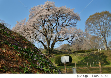 埼玉県大里郡寄居町鉢形　鉢形城の朝の氏邦桜（うじくにざくら）とカタクリの花 138518038