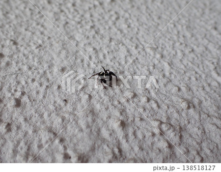 ハエトリグモ 138518127