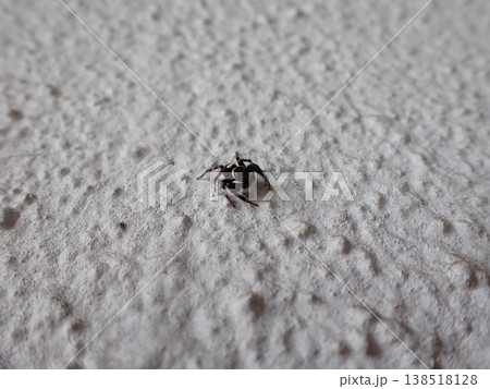 ハエトリグモ 138518128