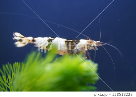 Crystal Black Shrimp underwater macro photo Crystal Black Shrimp underwater macro photo 138518228