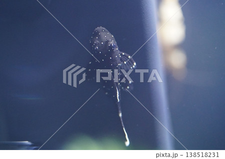Polka Dot Lyretail Pleco in Aquarium Setting 138518231
