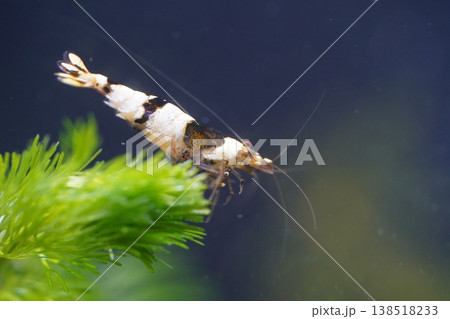 Black Pinto Shrimp underwater macro photography 138518233