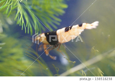 Black and White Shrimp in Aquarium Setting 138518238