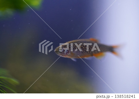 Celestial Pearl Danio Fish in Aquarium Setting 138518241