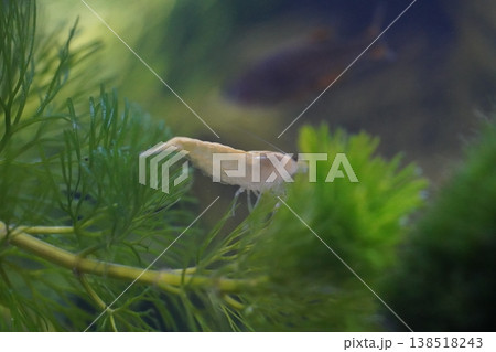 Close Up of Freshwater Shrimp in Aquatic Environment 138518243