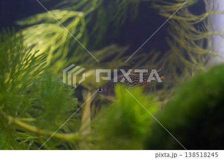 Celestial Pearl Danio Fish in Aquarium Setting Celestial Pearl Danio Fish in Aquarium Setting 138518245