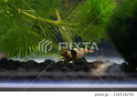 Black Bee Shrimp in Aquarium Black Bee Shrimp in Aquarium 138518250
