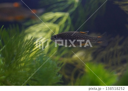Leopard Ctenopoma Fish in Aquarium Close Up 138518252
