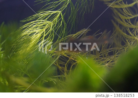 Fish and Aquatic Plants in Aquarium 138518253