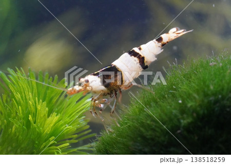 Crystal Black Shrimp in Aquarium Habitat Close Up Crystal Black Shrimp in Aquarium Habitat Close Up 138518259