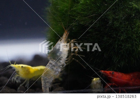 Colorful Shrimp in Aquarium Close Up Photography 138518263