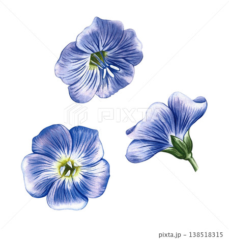 Blue linen flowers. Hand-drawn watercolor illustration. Perfect for labels and packaging, textiles and decor, as well as for banners, posters, and more. Blue linen flowers. Hand-drawn watercolor illustration. Perfect for labels and packaging, textiles and decor, as well as for banners, posters, and more. 138518315
