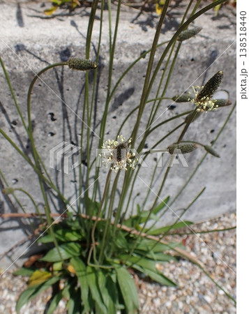 ヘラオオバコ ヘラオオバコ 138518440