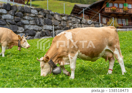 高山の村の農場にある石垣の近くの緑の放牧地で草を食むシメンタール牛。スイス、ベルン州、グリンデルワル 高山の村の農場にある石垣の近くの緑の放牧地で草を食むシメンタール牛。スイス、ベルン州、グリンデルワル 138518473
