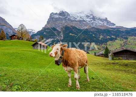 アイガーの山頂を背景に、秋の緑の牧草地で草を食むシメンタール牛。スイス、ベルン州、グリンデルワルト。 138518476