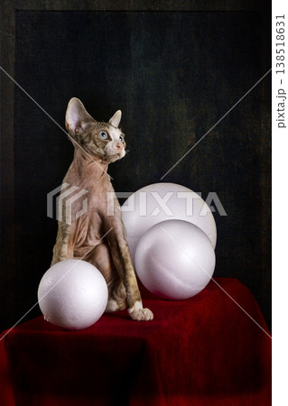 Kitten of the Devon Rex breed on a red table with white balls 138518631