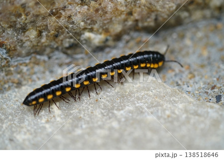 Apheloria Millipede Close Up Insect Macro 138518646