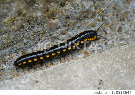 Yellow Spotted Millipede Walking on Concrete Outdoors 138518647