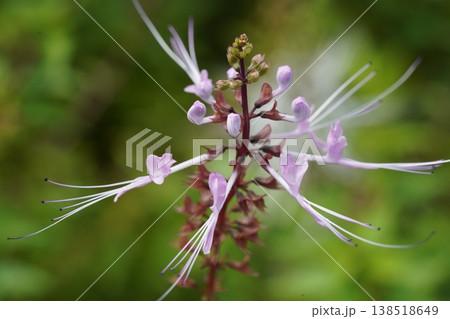 Close-up of Beautiful Orthosiphon aristatus Flower 138518649
