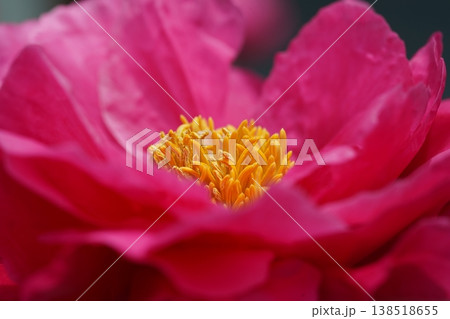 Close Up of a Beautiful Pink Peony Flower Close Up of a Beautiful Pink Peony Flower 138518655