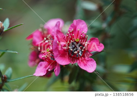 Close up of Leptospermum Flowers in Bloom Nature Photography Close up of Leptospermum Flowers in Bloom Nature Photography 138518656