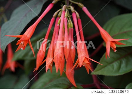 Elegant Fuchsia Flowers in Vivid Red and Green 138518676
