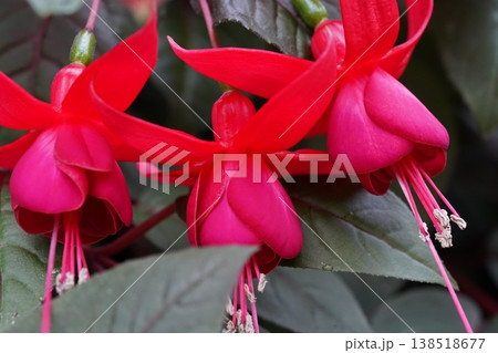 Closeup of Vibrant Fuchsia Flowers in Bloom 138518677