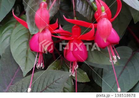 Beautiful Fuchsia Flowers in Bloom Close Up Beautiful Fuchsia Flowers in Bloom Close Up 138518678