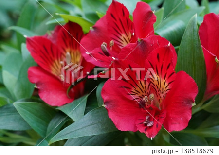 Alstroemeria Peruvian Lily Red Flowers 138518679