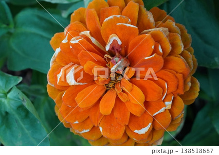 Closeup of Vibrant Orange Zinnia Flower 138518687