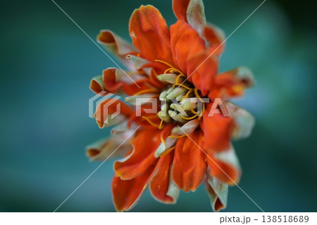 Macro Zinnia Flower Close Up View Orange Petals 138518689